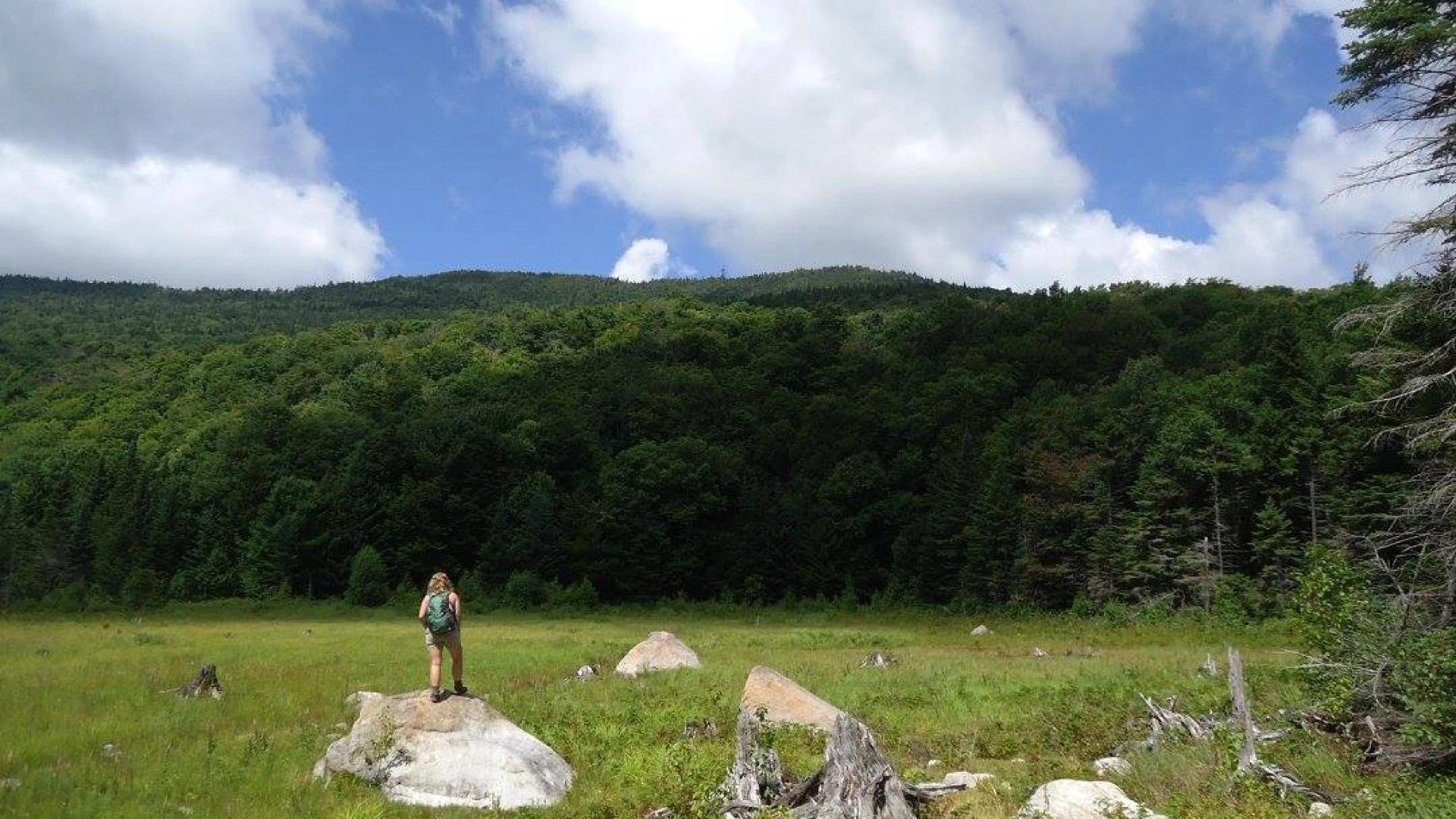 A field near Wakely Mountain firetower