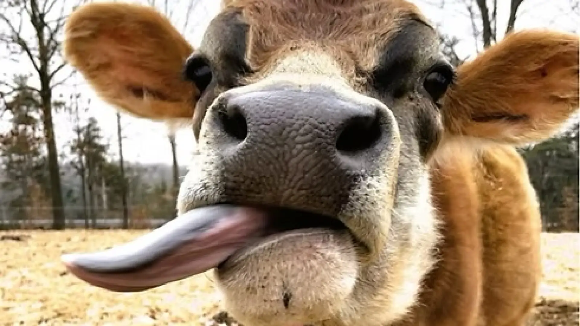 cow from Sand River Farm