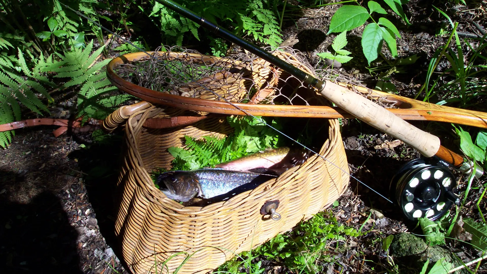 This remote Adirondack wilderness area is full of native fish.