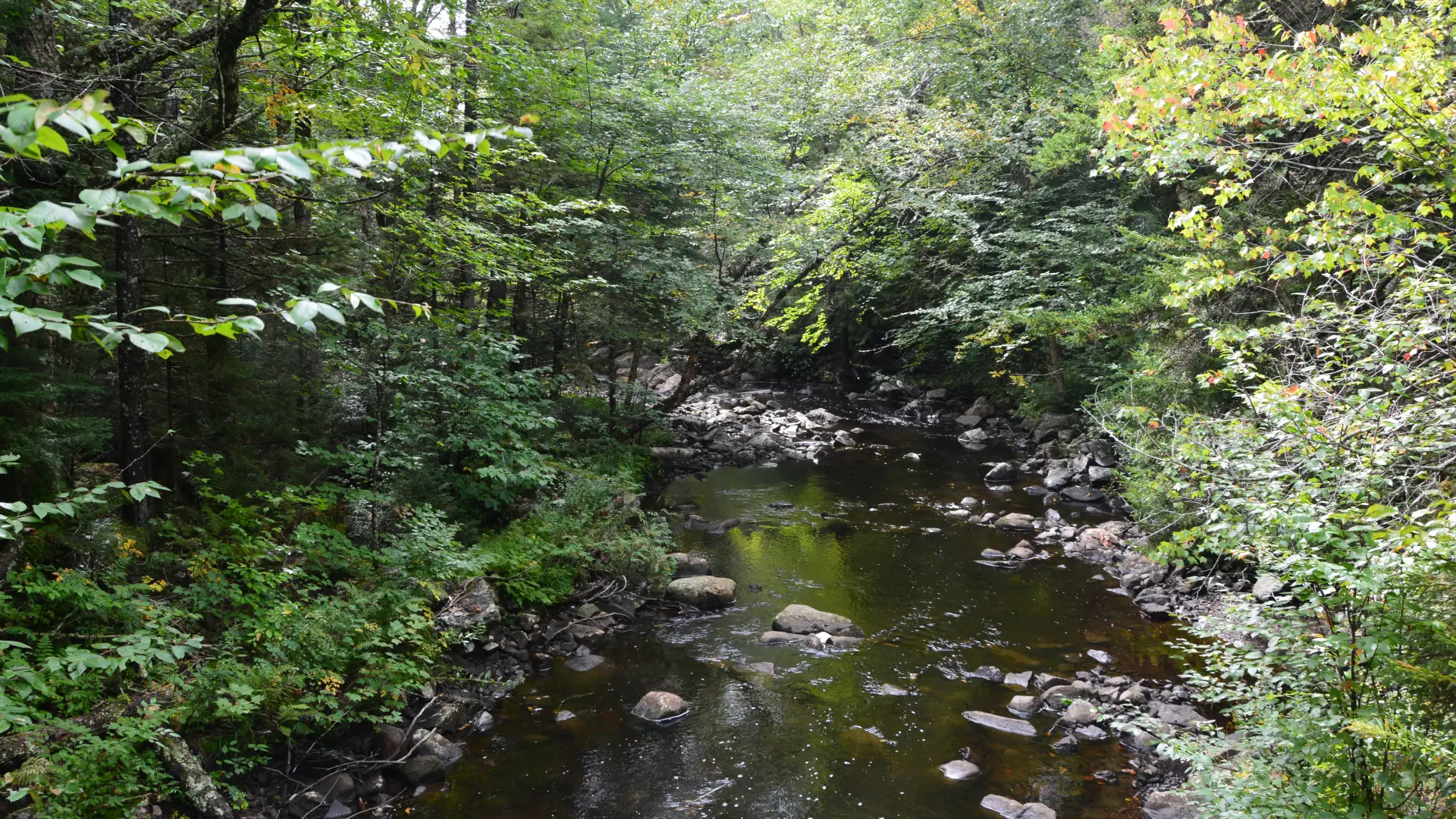 Sumner Stream is in a fine brook trout area.