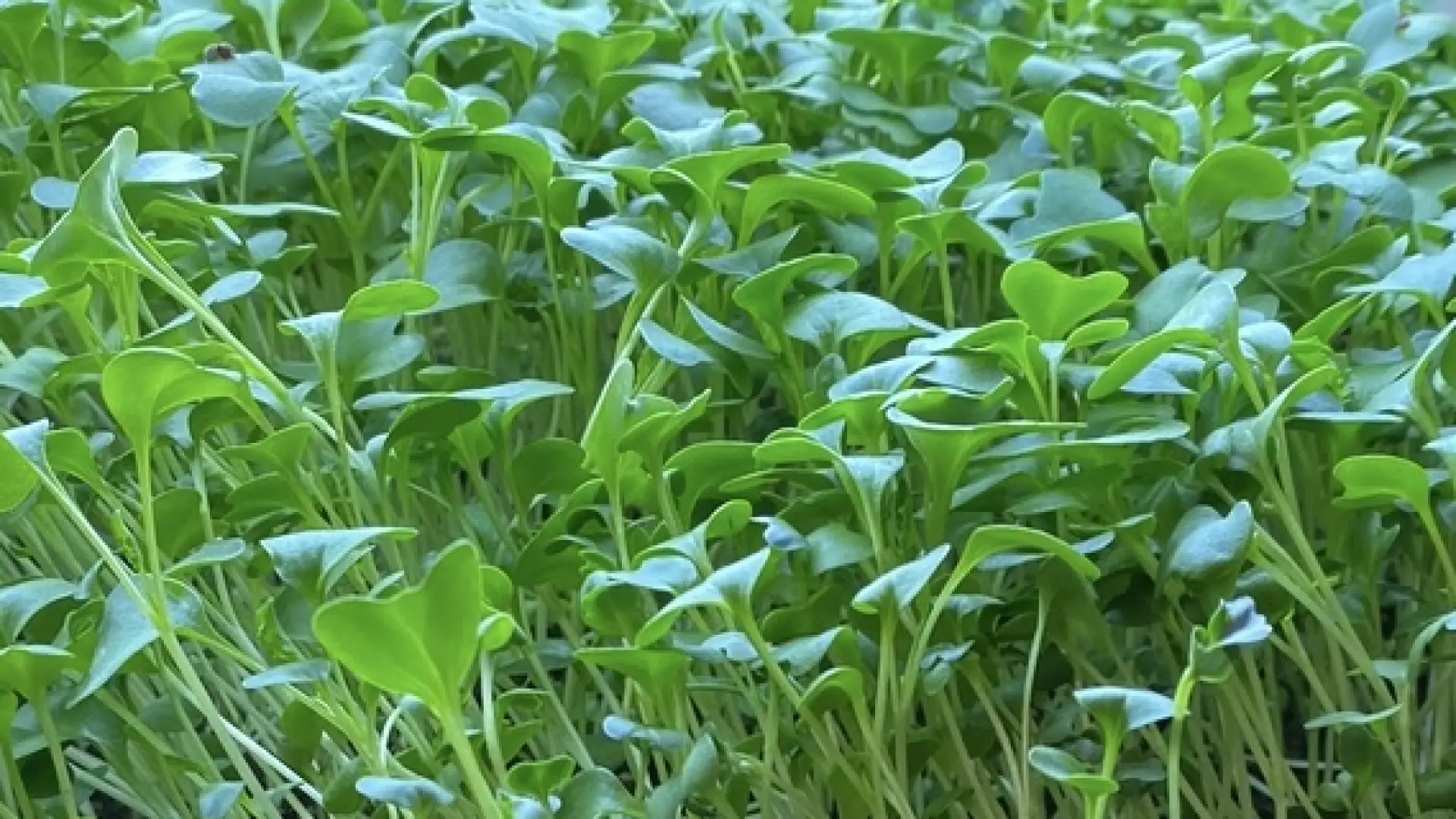 Microgreens