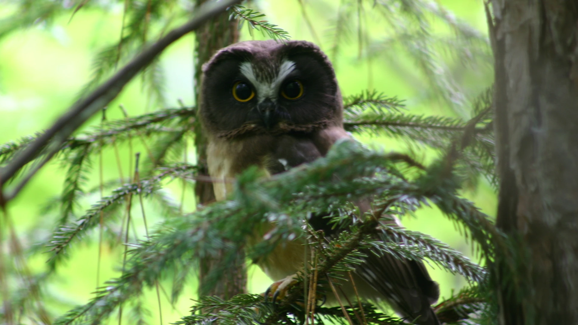 owl