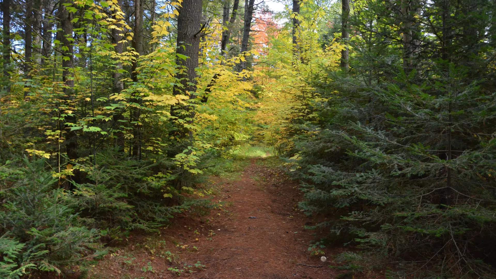 Long, scenic, and secluded, the Kunjamuk River Trail is all you need.