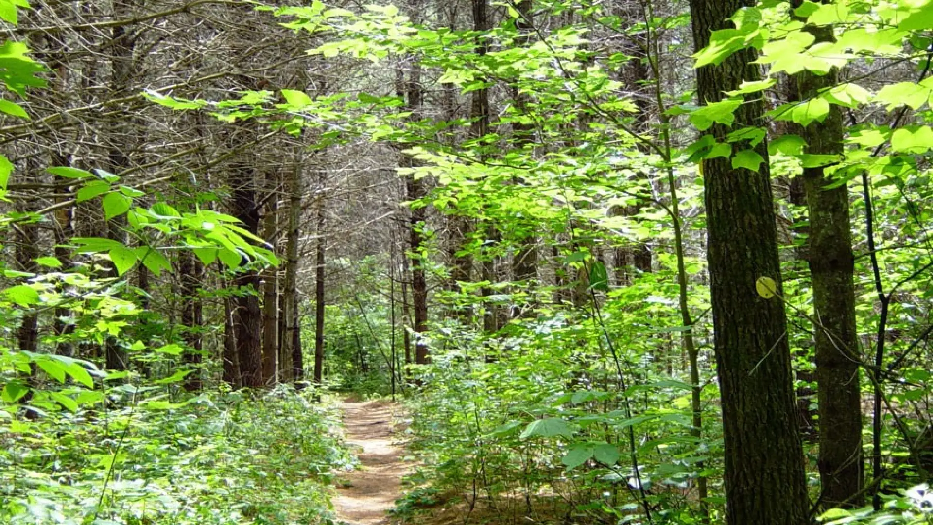 Blueberry Cobbles has an easy start through the forest.
