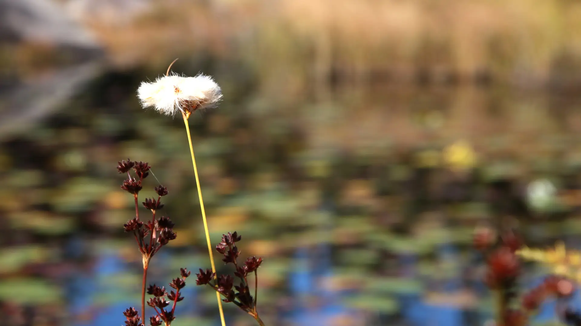 A sedge in bloom on a pond.
