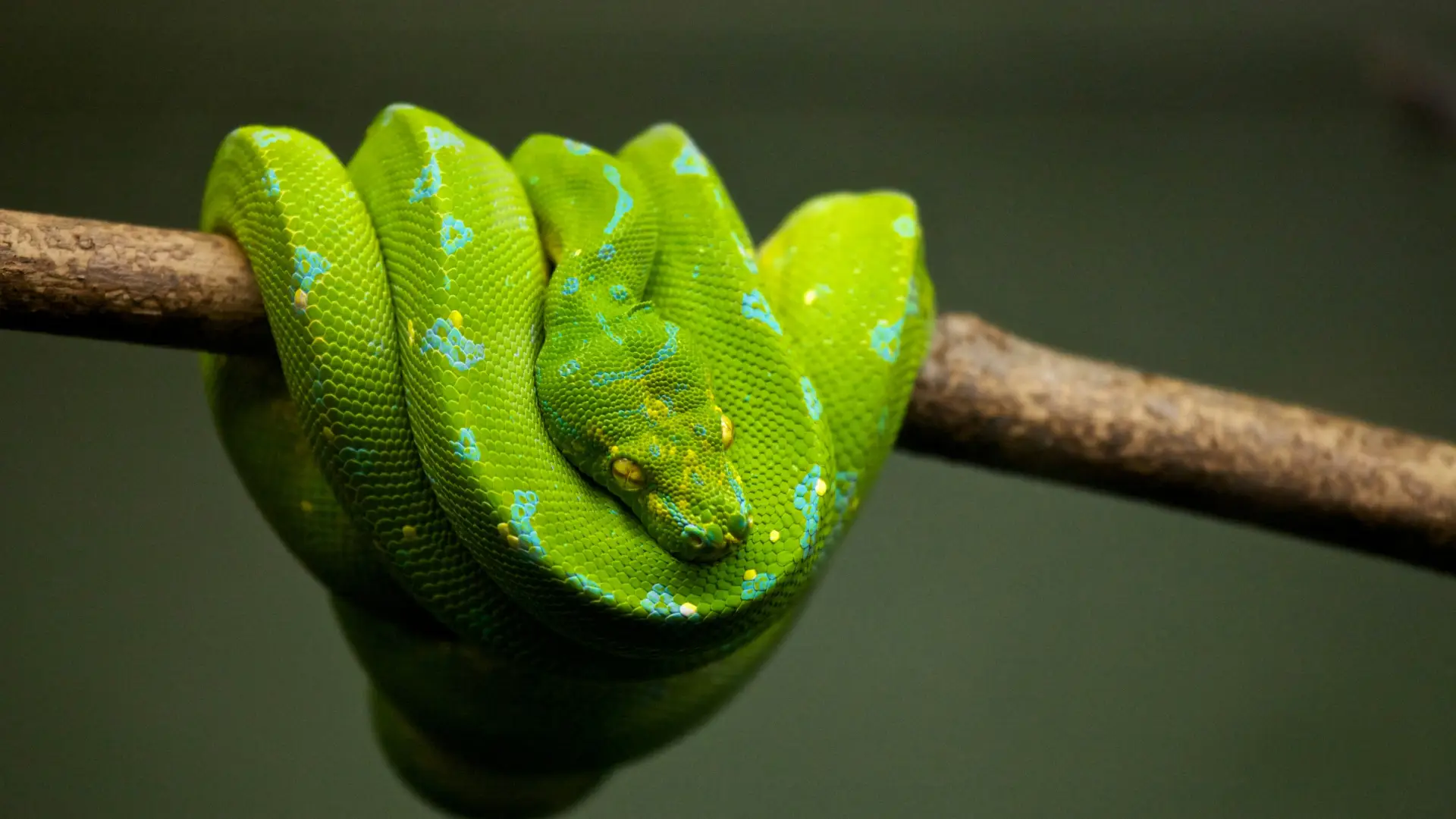 A green snake is coiled around a branch