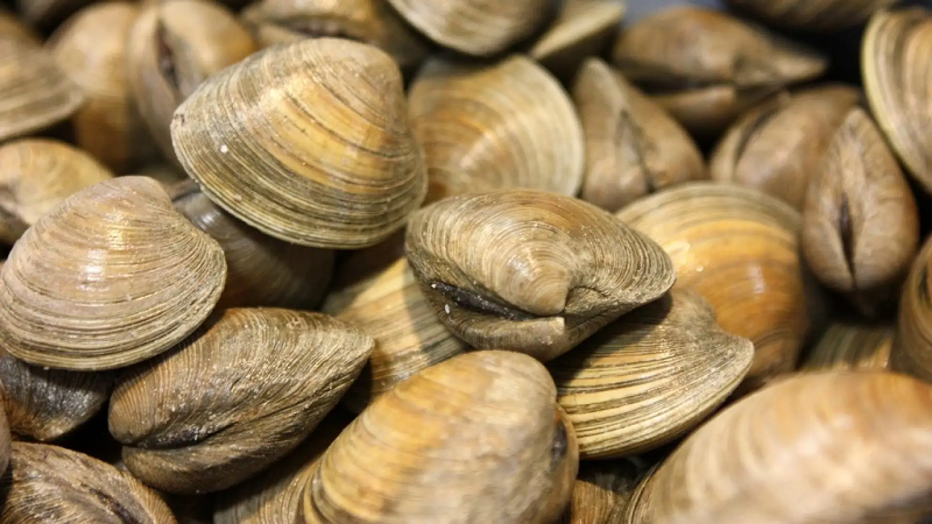 a photo of a bunch of fresh water clams