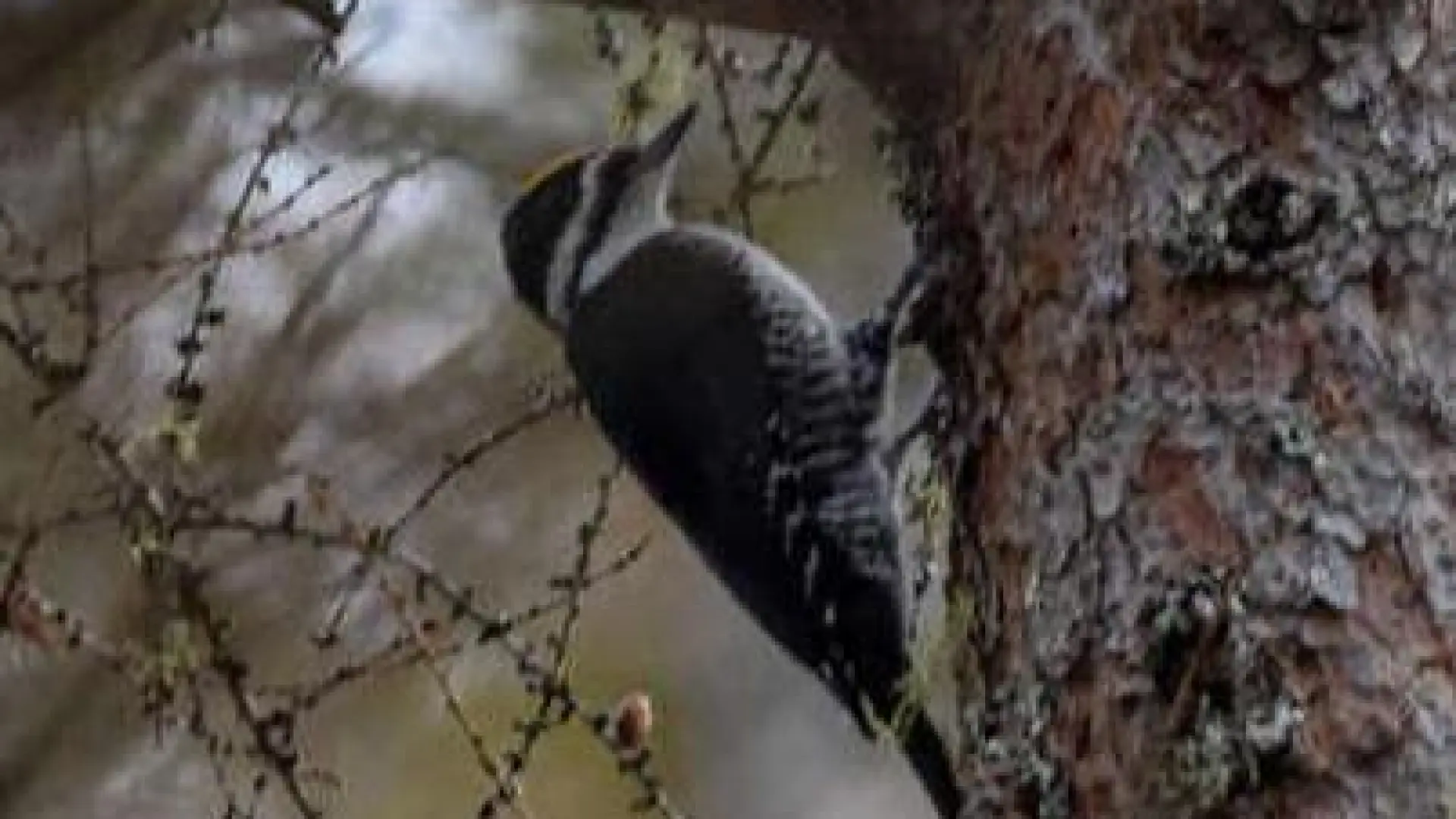 A woodpecker on a tree