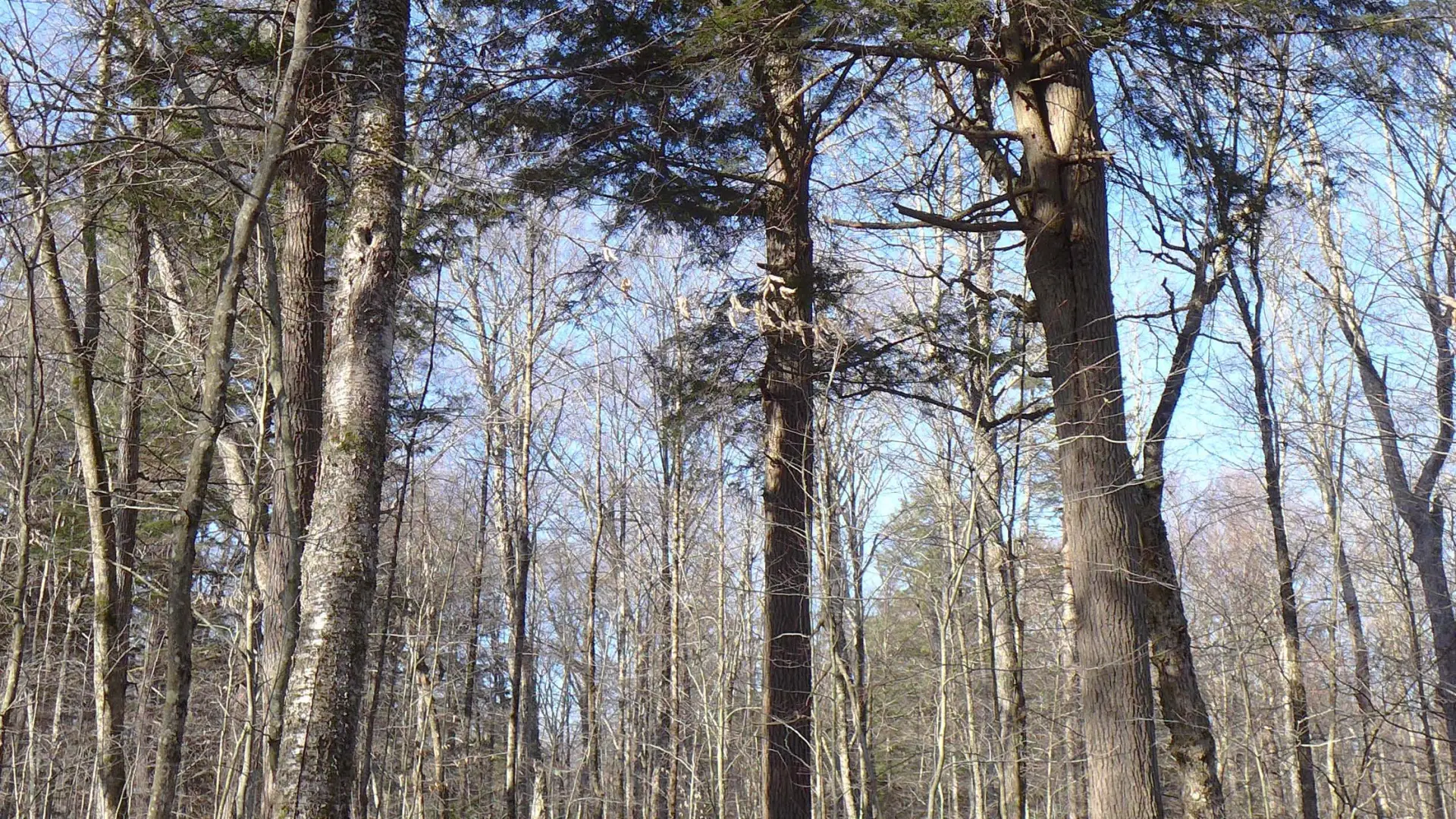 A hiking trail through the trees