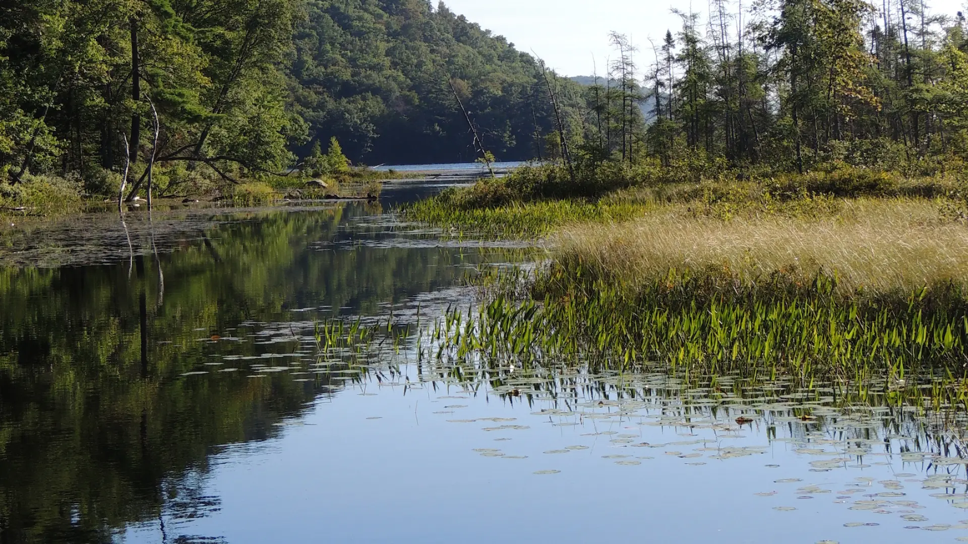 Large mouth and small mouth bass are plentiful in Oxbow Lake.