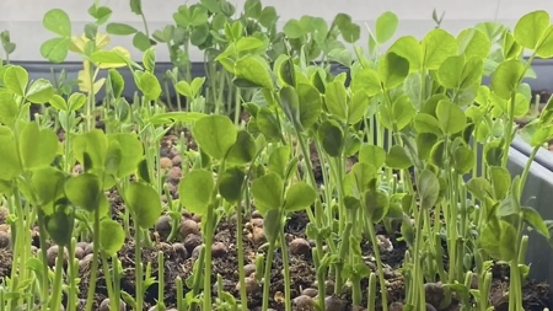 Microgreens