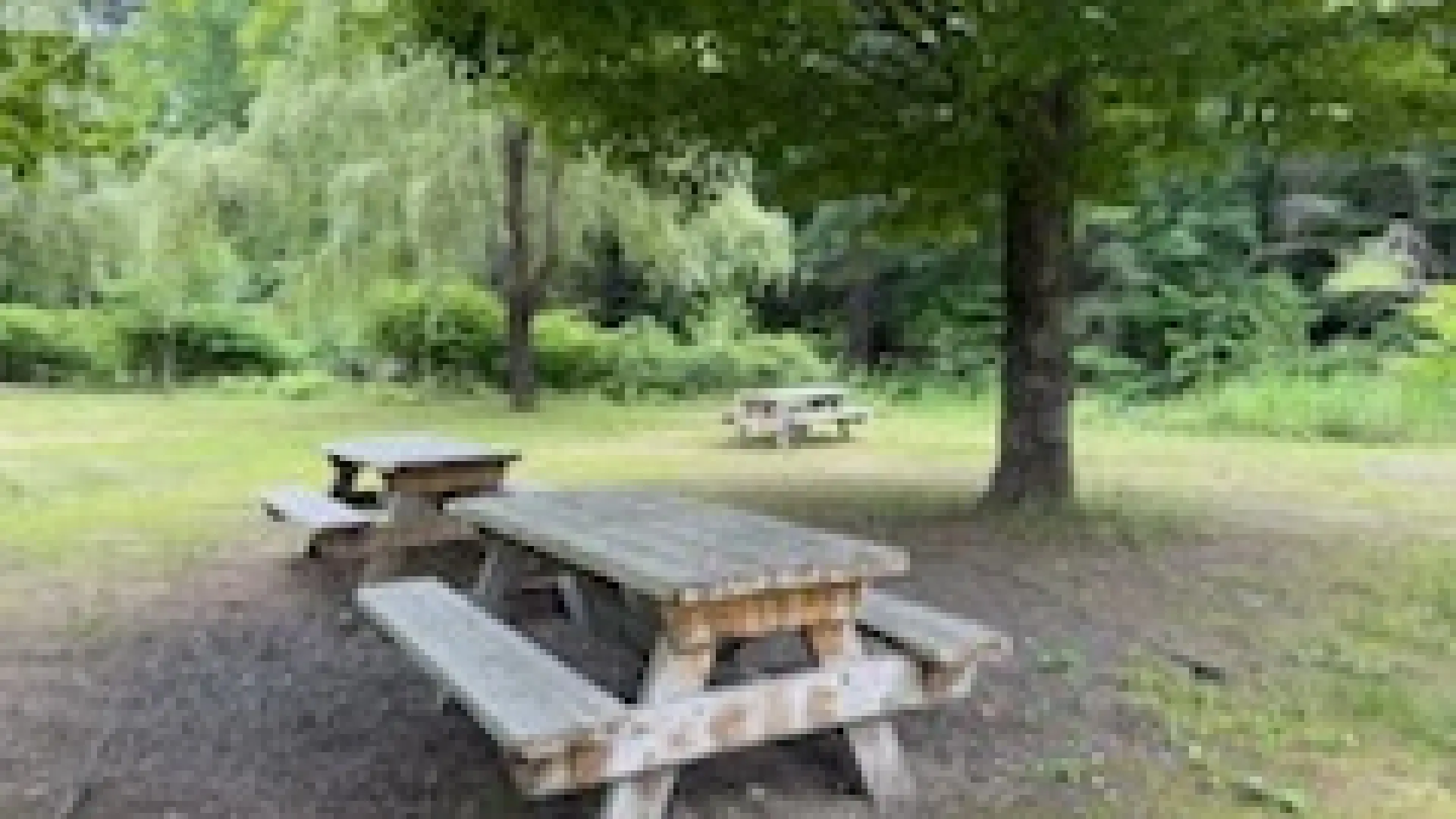 picnic tables under the shade of maple trees