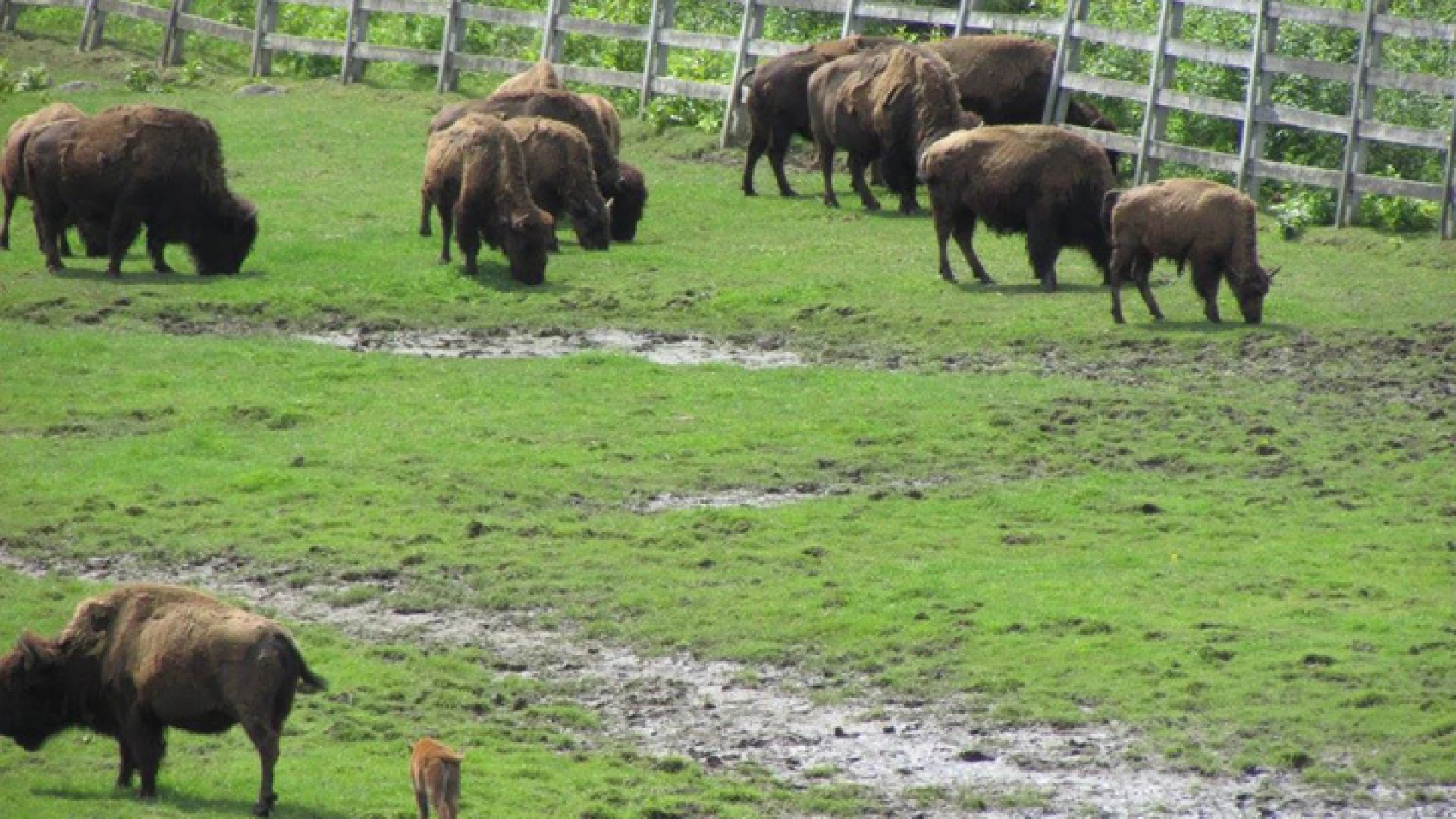Many buffalo explore the lush grasses