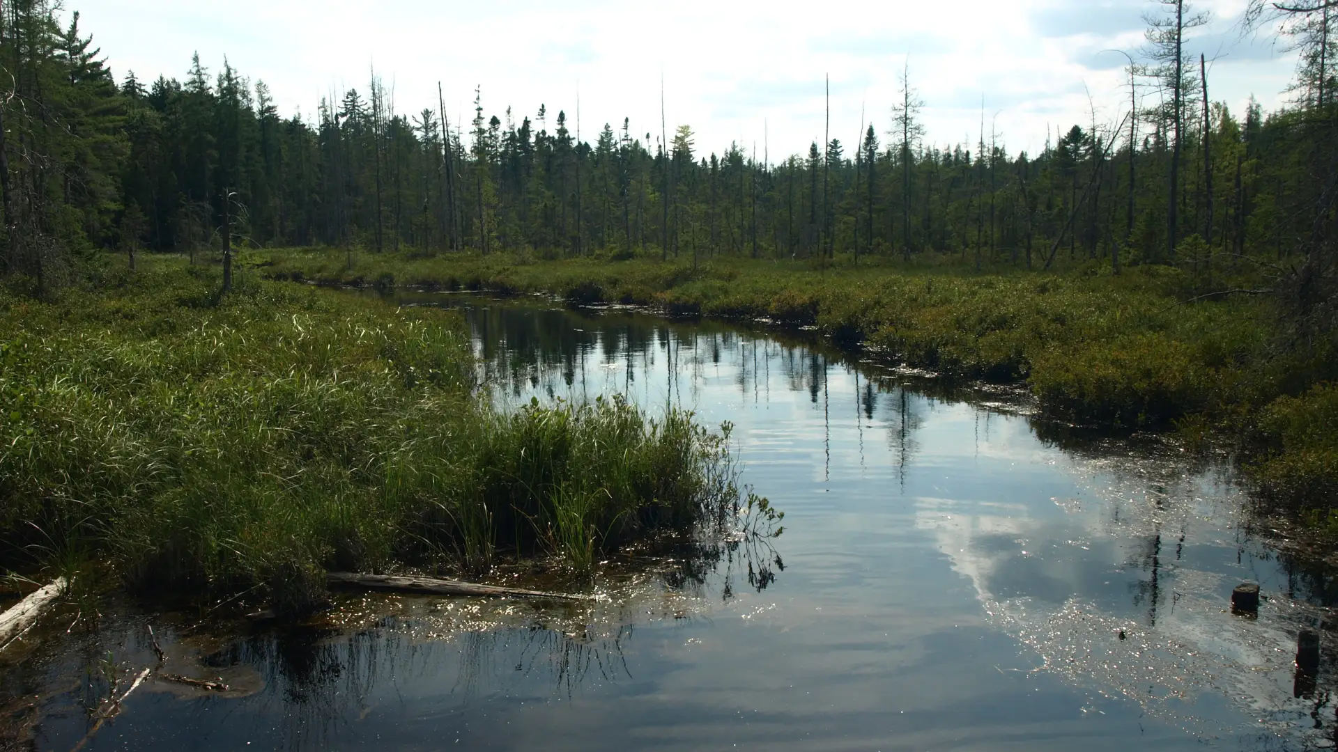 A marshy pond surrounding by spruce trees.