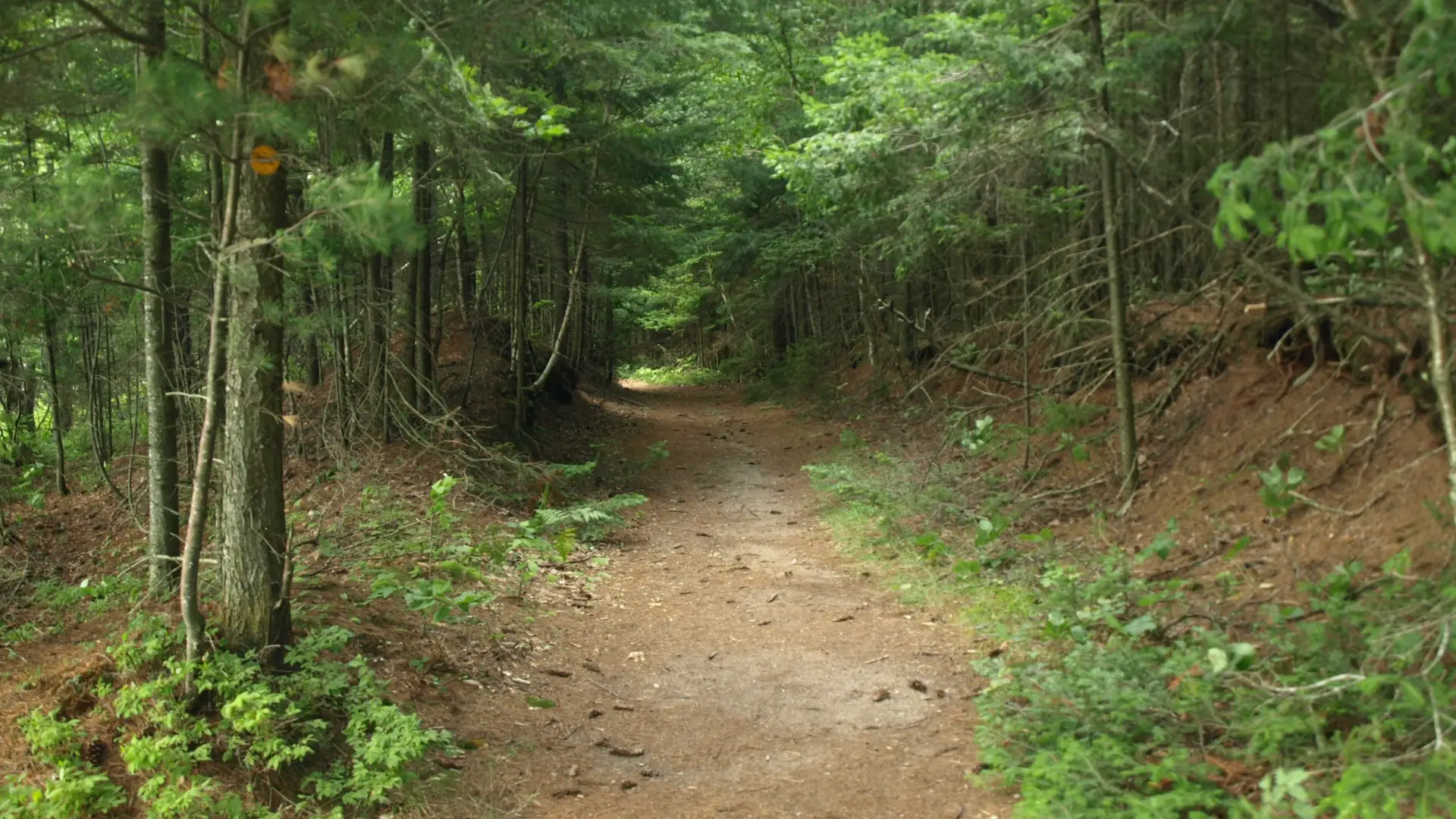 A wide, hard-packed dirt trail through the woods.