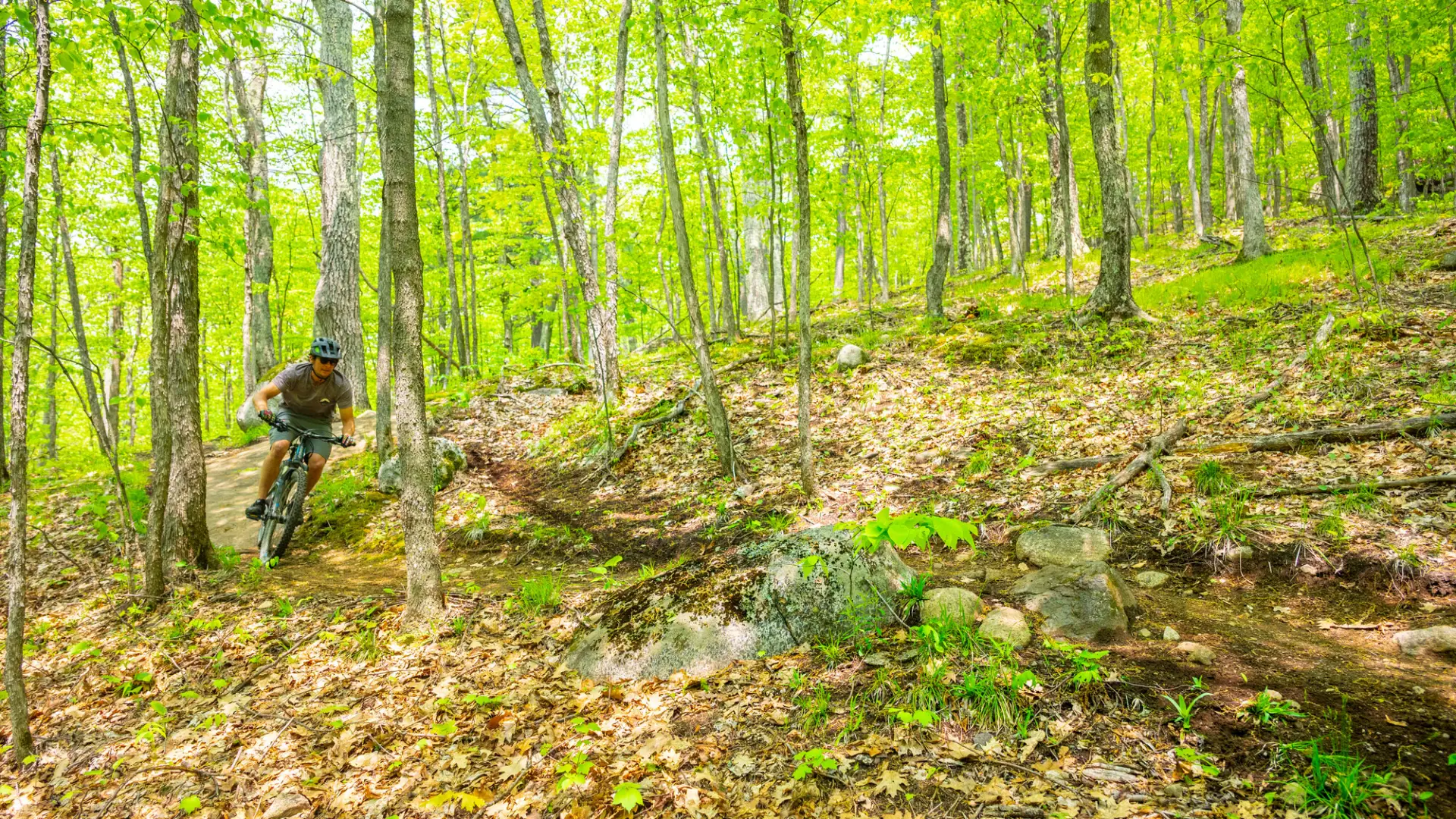 A mountain biker rides through a green forest