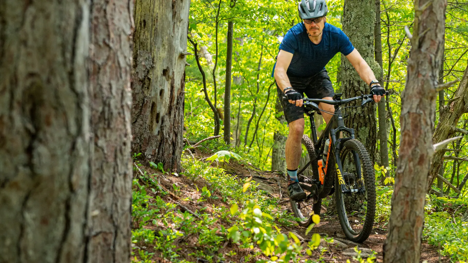 A mountain biker rides through large red oak trees.