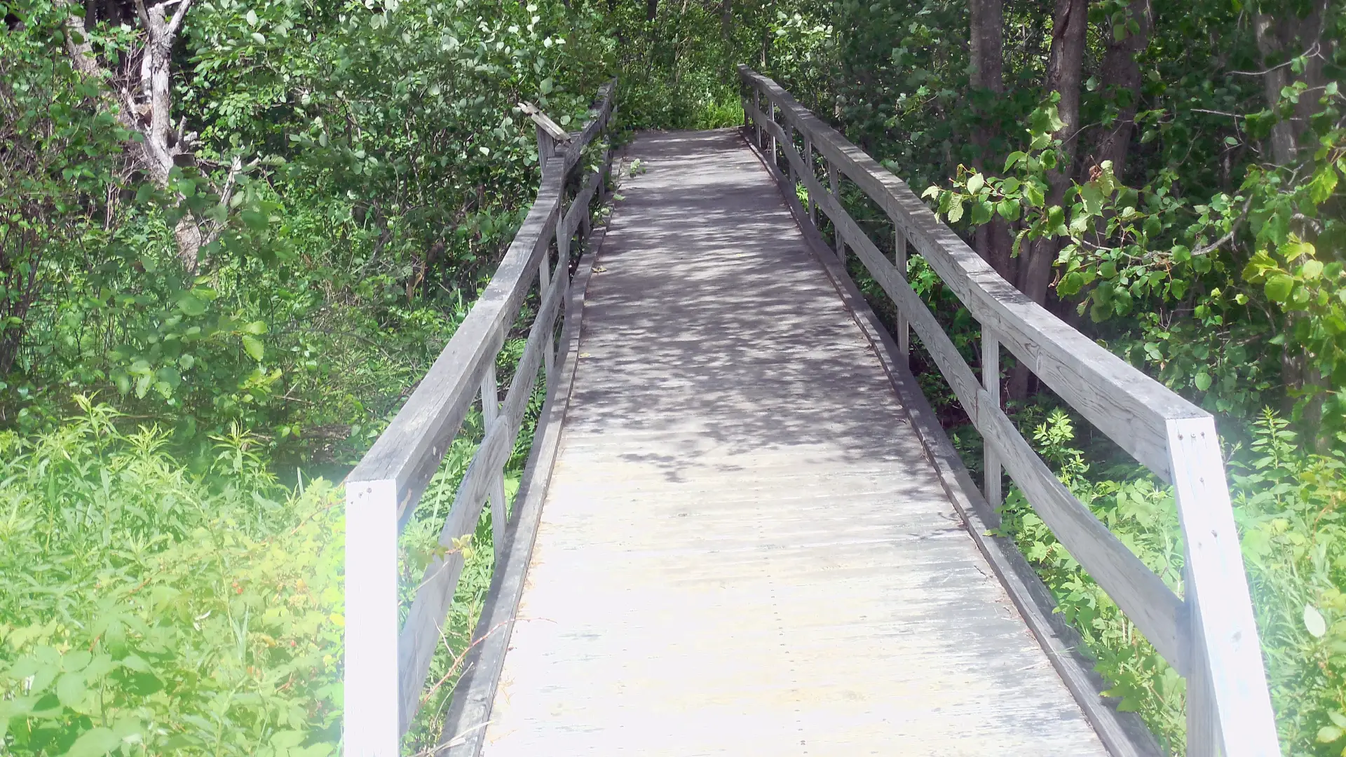 The boardwalk is a wonderful way to view the wetlands.