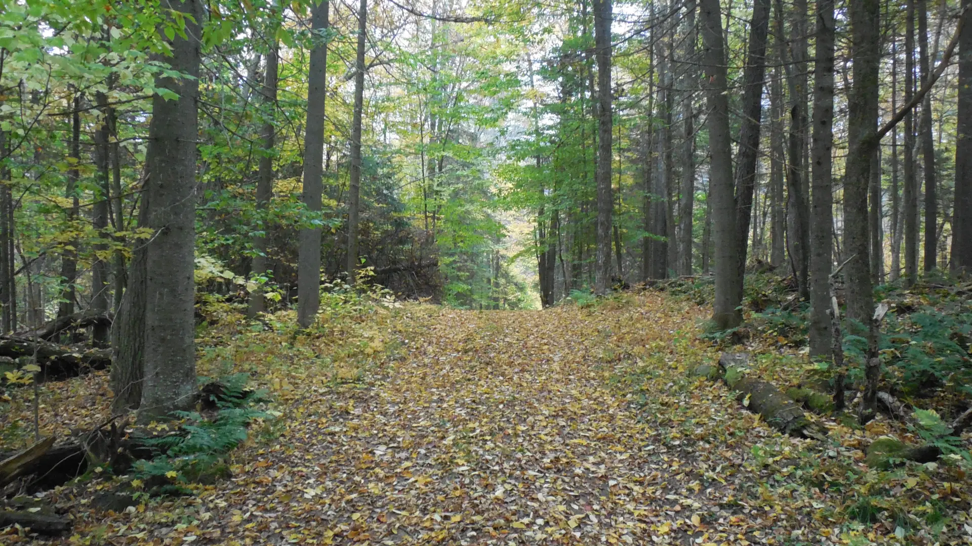 A wide and forested trail