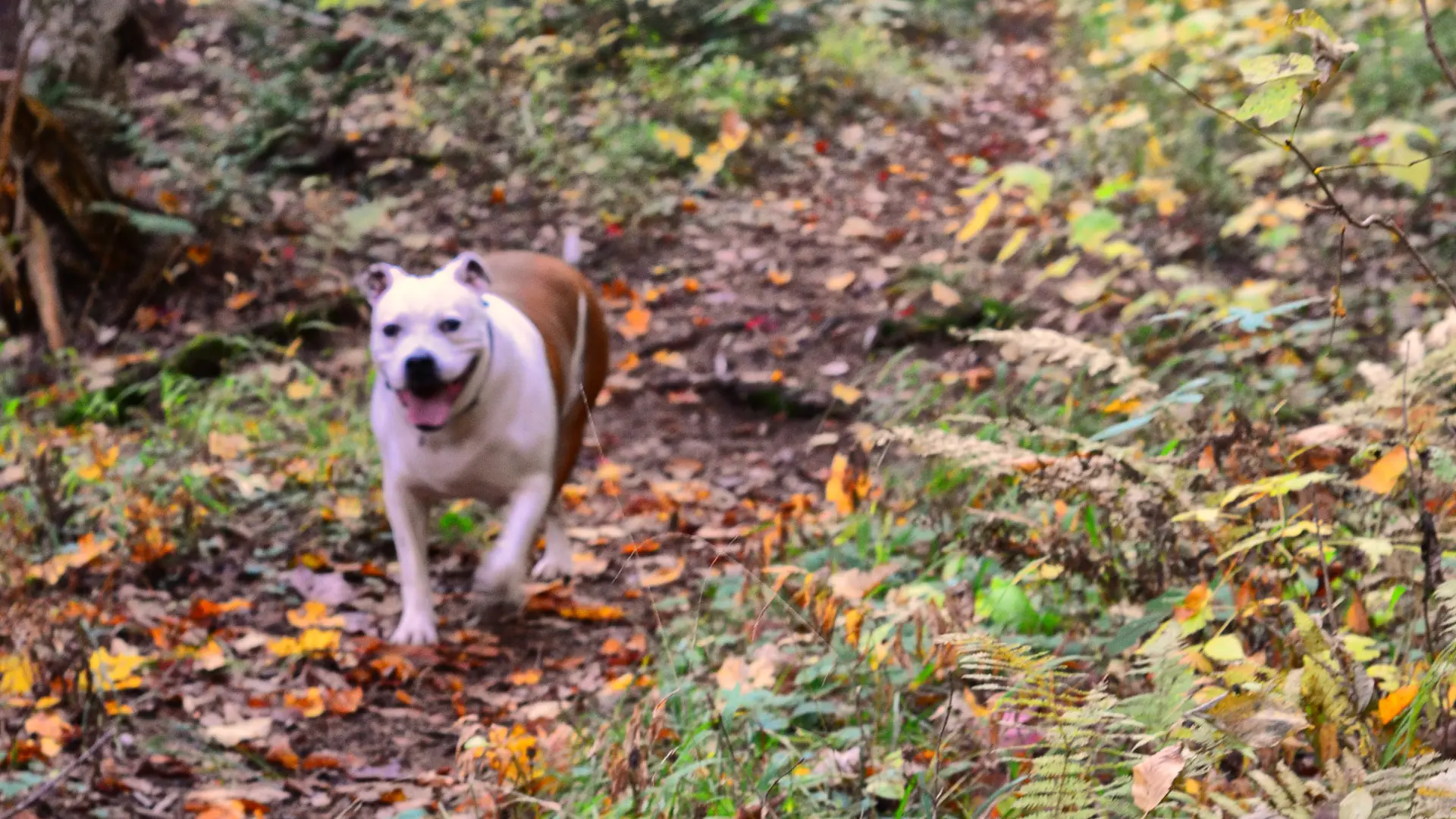 Fall is a favorite time for this trail.