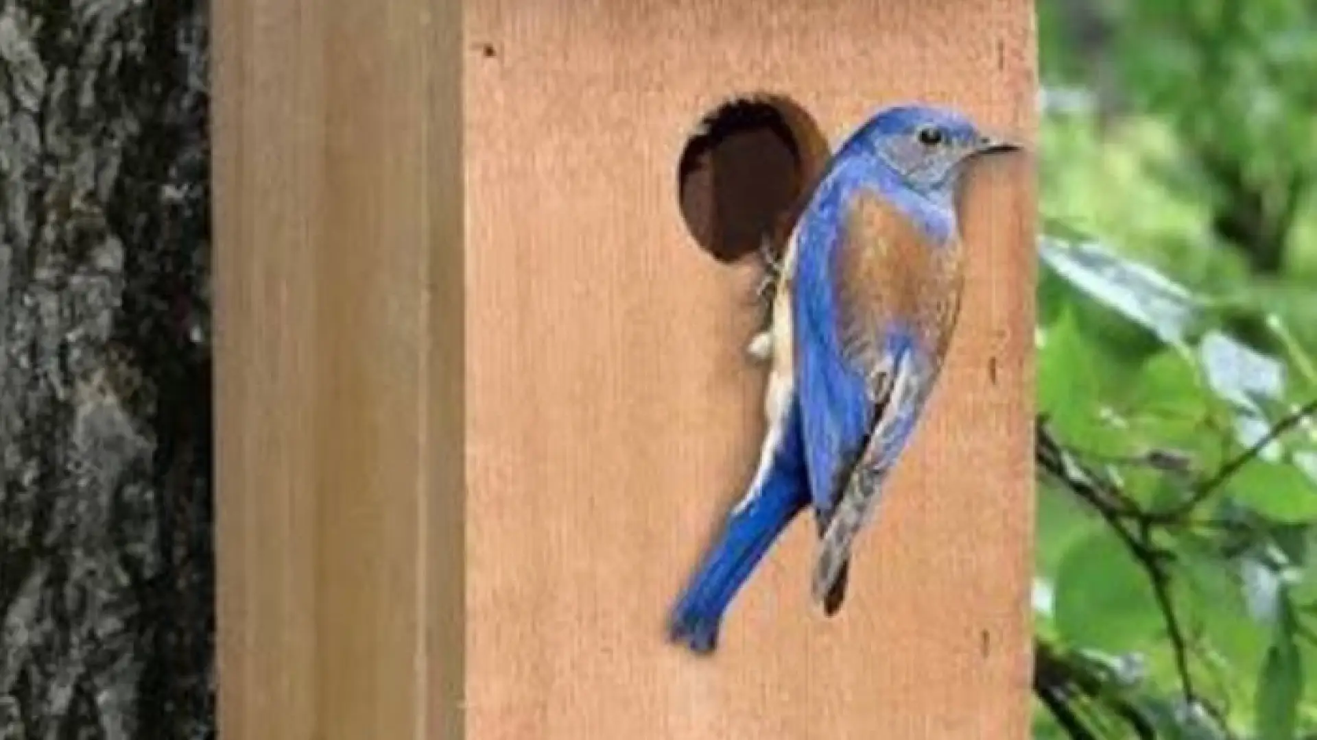 bluebird on a birdhouse