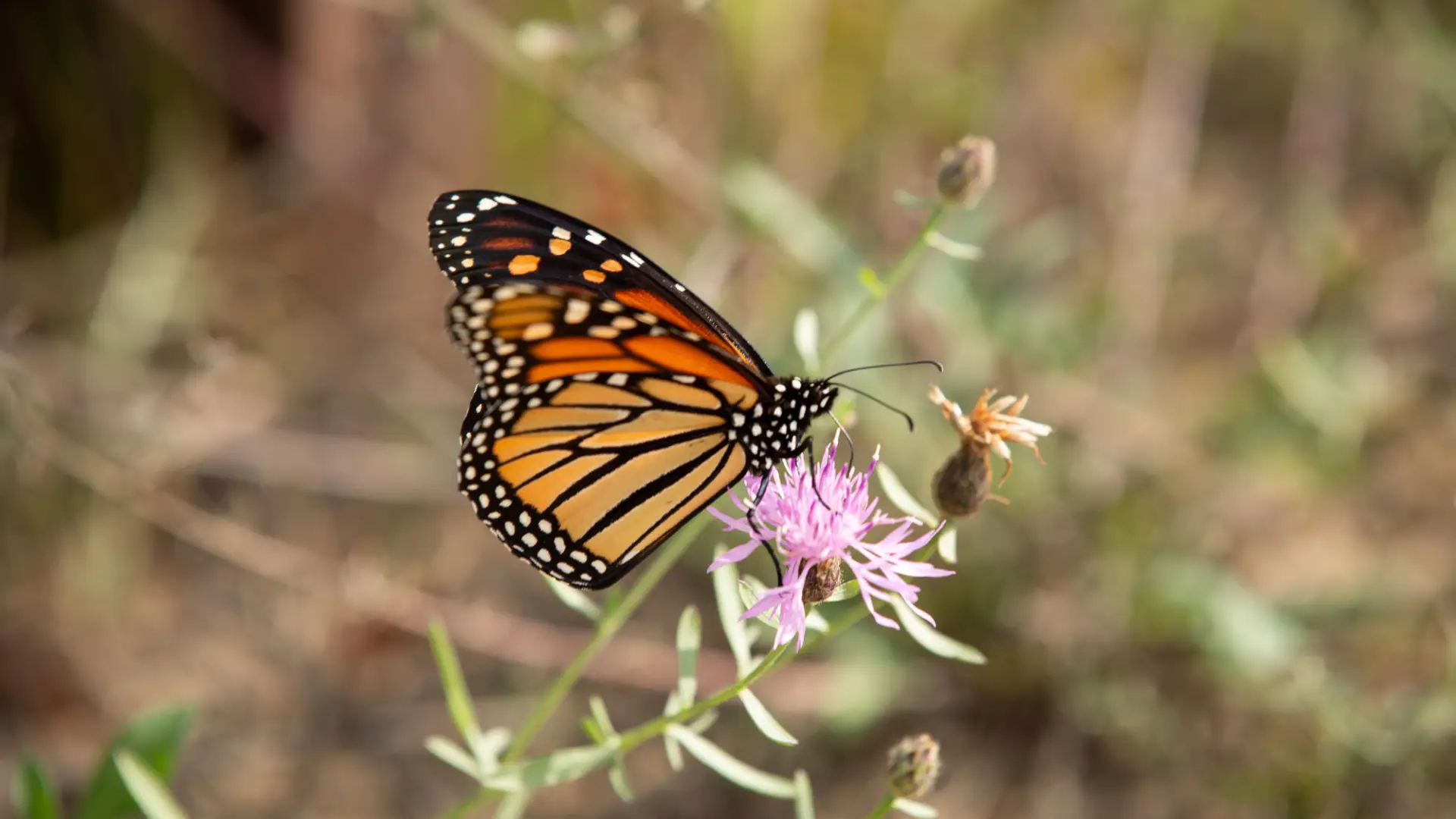 a monarch butterfly on a purple clover