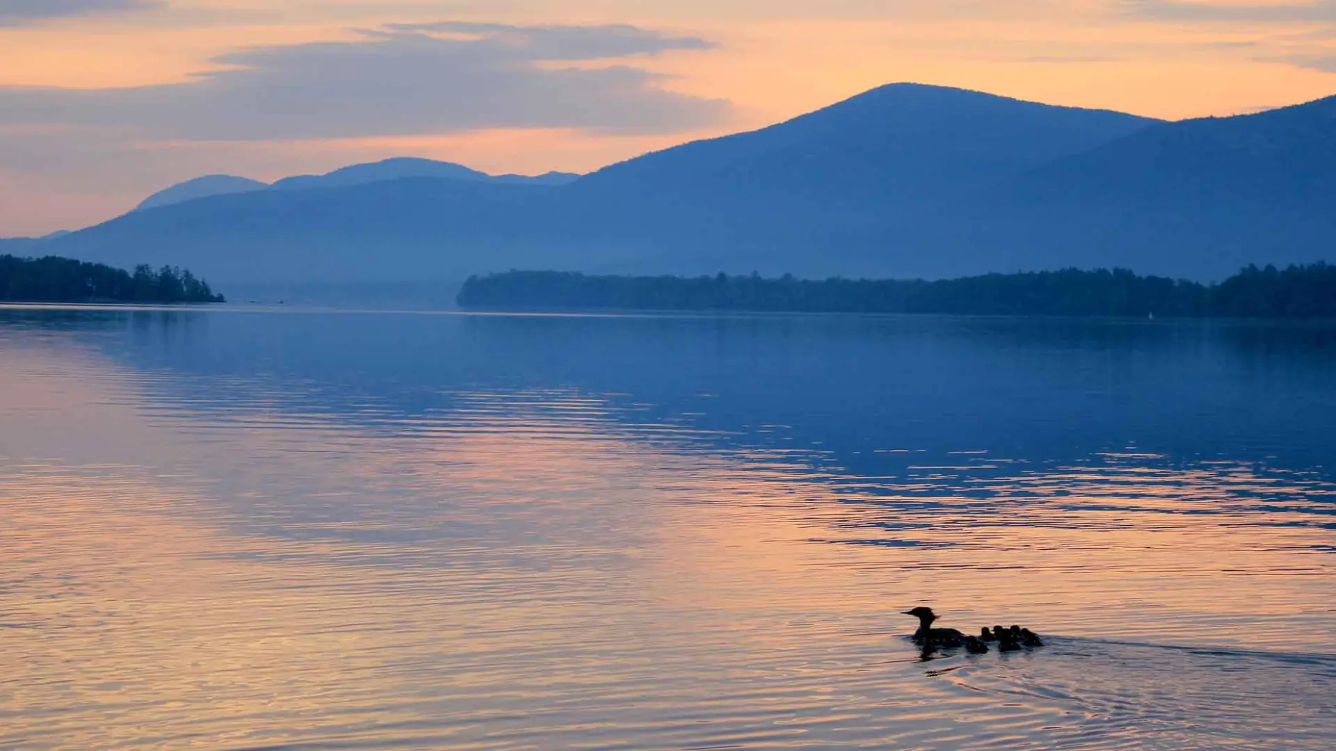 A family of loons traverse the calm waters of the lake as ripples change reflection on the water from the pink sky to the deep blue of the surrounding mountains