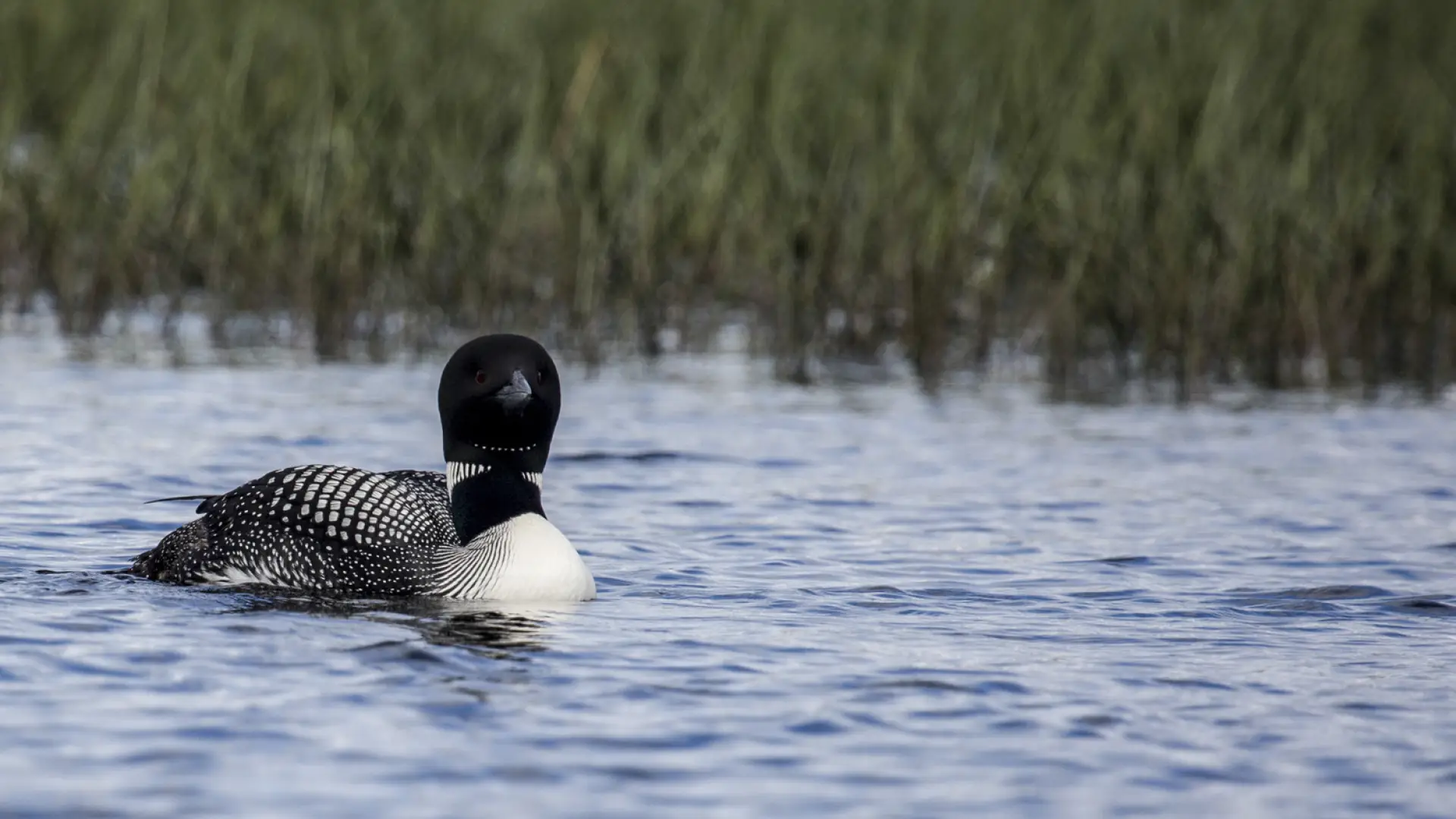 A loon breaking the fourth wall