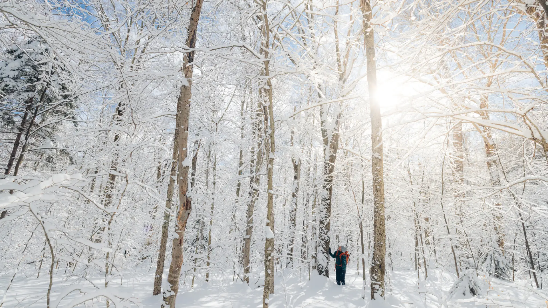 A hiker snowshoeing through wintry trees