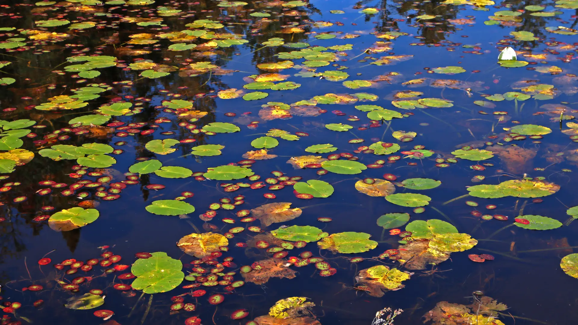 Lily pads on murky water