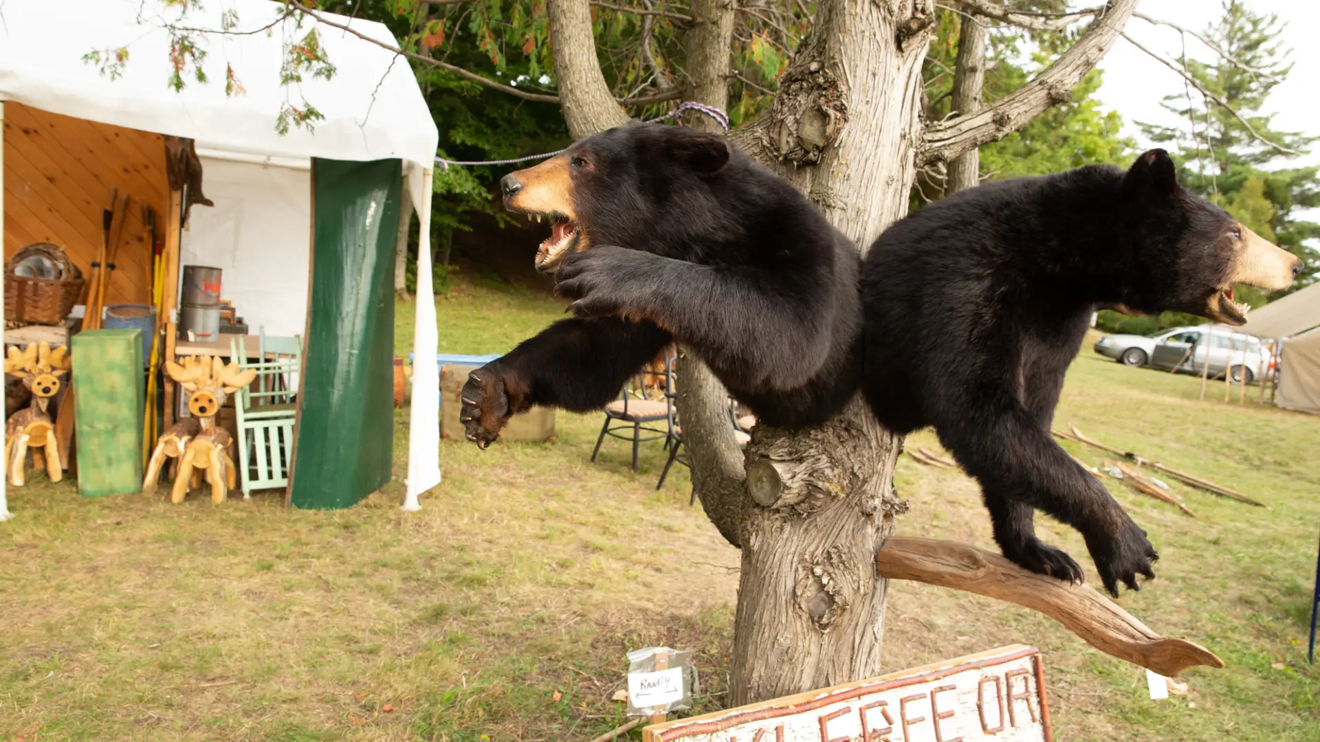 Two bear wall mounts hanging from a tree in front of a venders tent