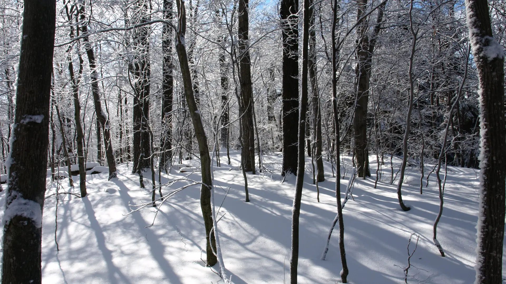 Winter brings fresh perspectives on a ski or snowshoe along this trail.