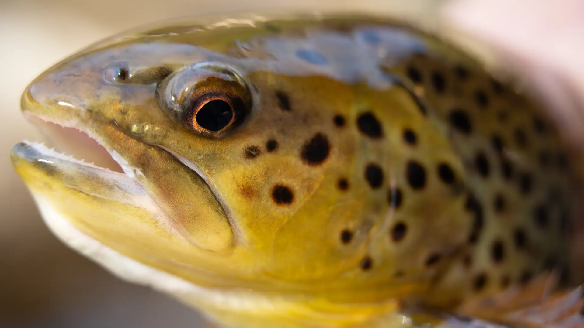 A close-up of a trout