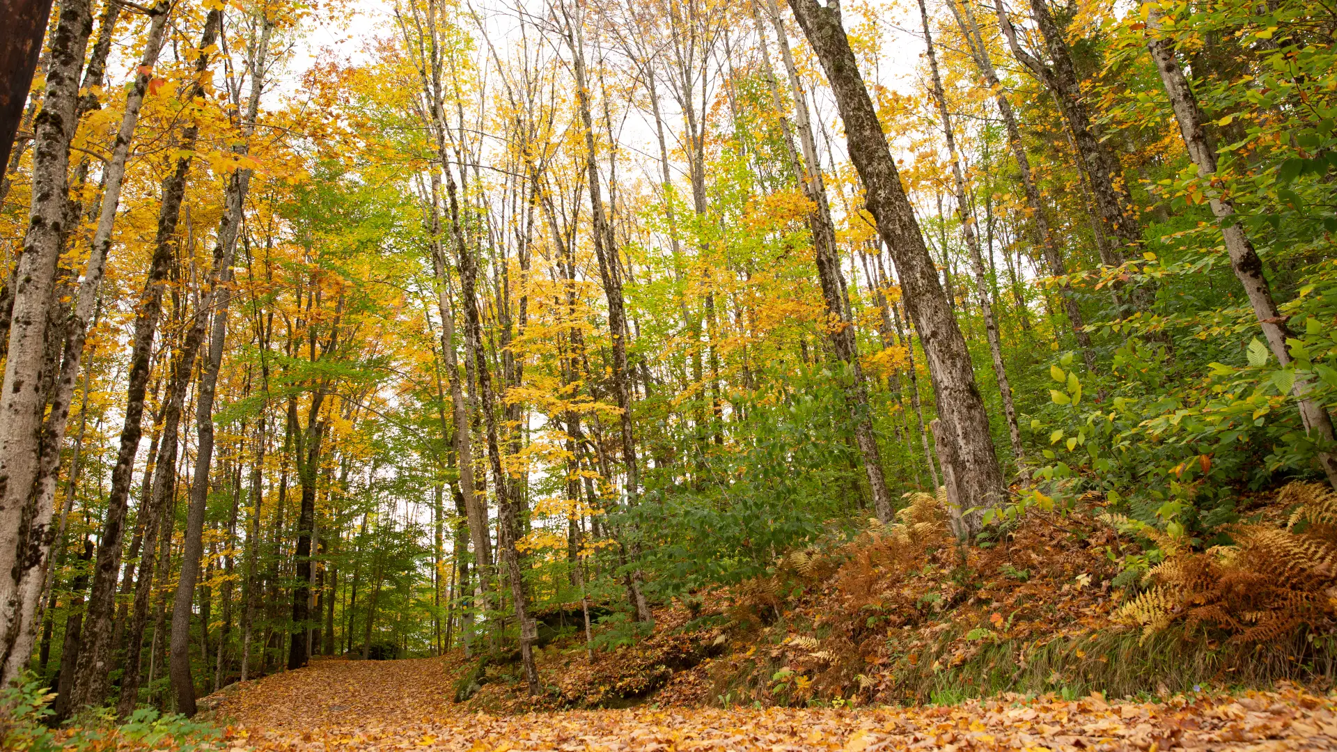 Enjoy the autumn foliage on the lovely trails.
