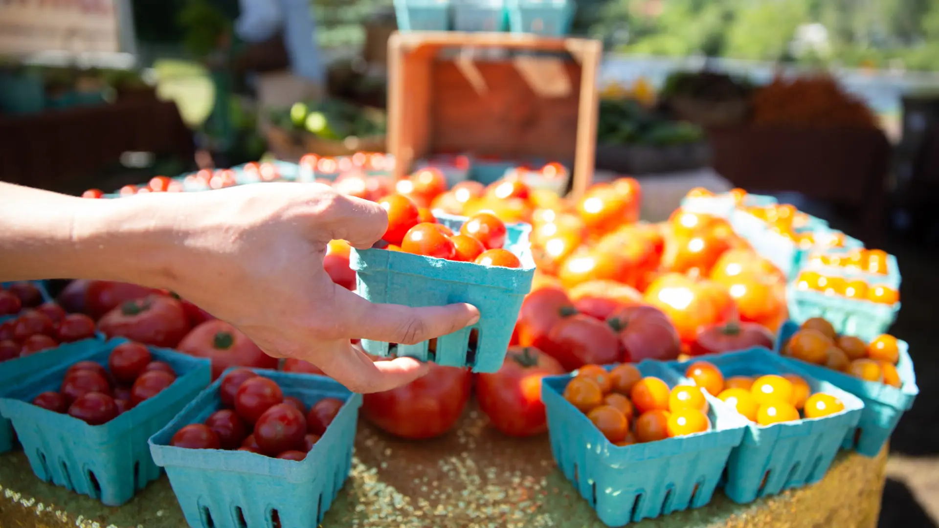 tomatoes
