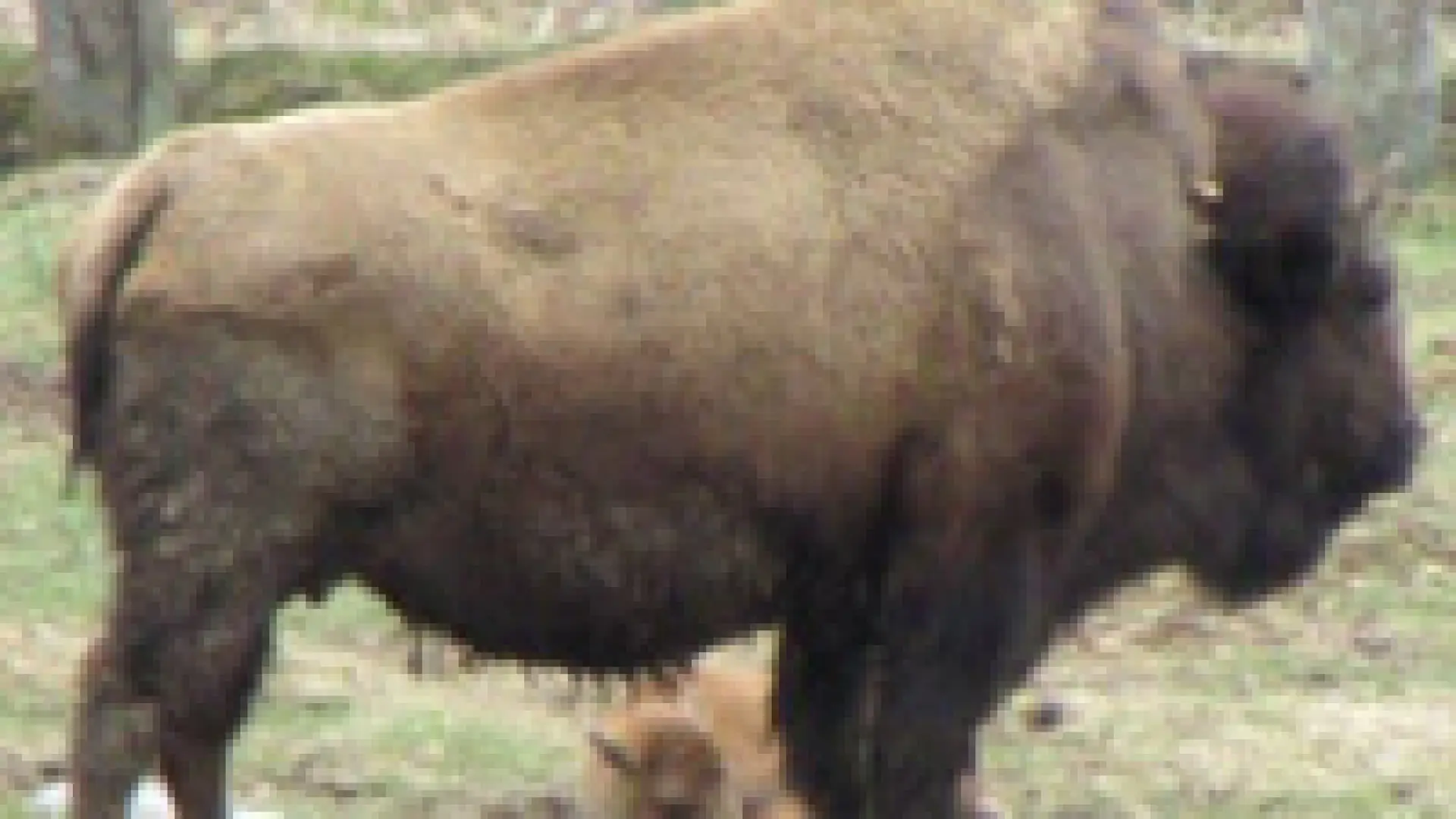 Big Buffalo stands in a field
