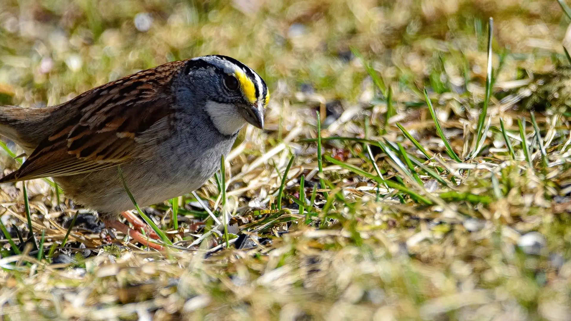 A sparrow stands on grass