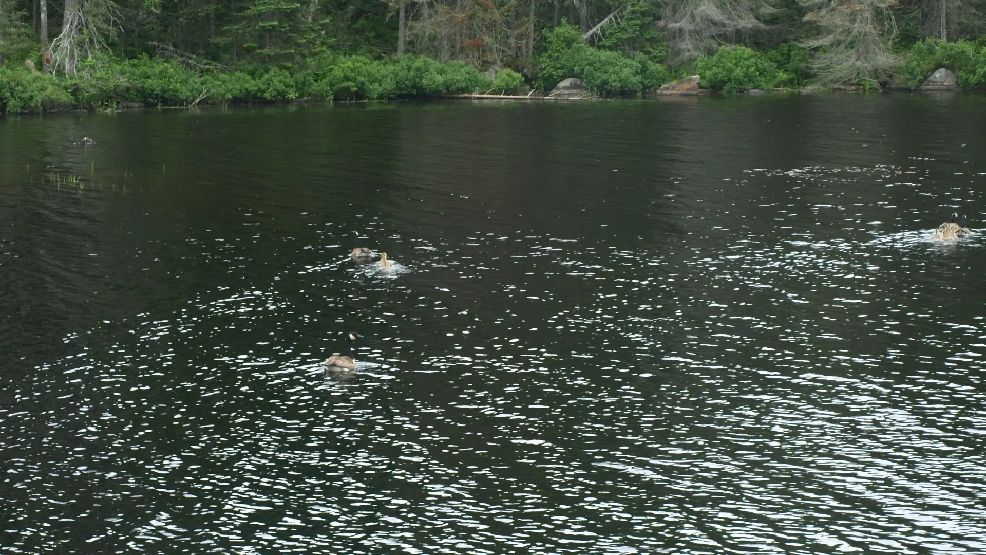 Puffer Pond is one of the Siamese Ponds.