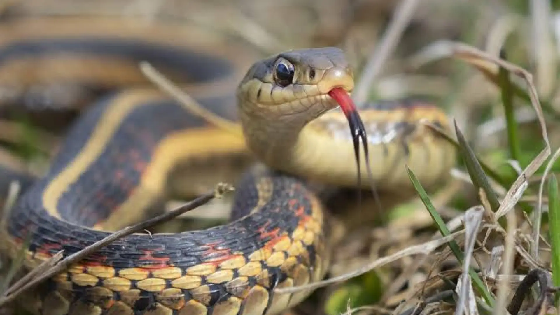 garder snake