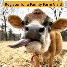 cow from Sand River Farm