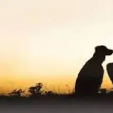 dog & lady with a sunset logo
