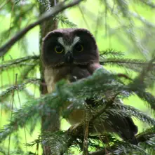 owl