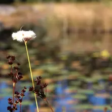 A sedge in bloom on a pond.