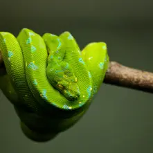 A green snake is coiled around a branch