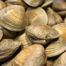 a photo of a bunch of fresh water clams