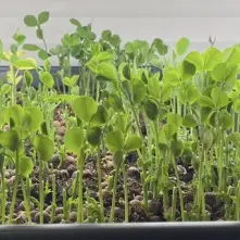 Microgreens