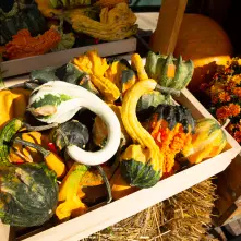 Fall squash on display at grocer's stand