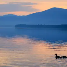 A family of loons traverse the calm waters of the lake as ripples change reflection on the water from the pink sky to the deep blue of the surrounding mountains