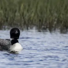 A loon breaking the fourth wall