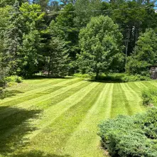 mowed lawn
